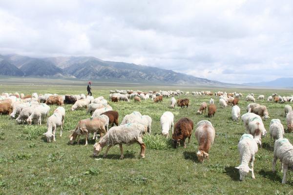 开发湖羊的肉制品生产;积极挖掘,开发湖羊羔,裘,革皮的生产和深加工