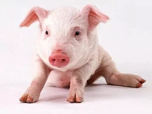 项目建成后,预计年产生猪100万头,饲料24万吨,肉制品13.